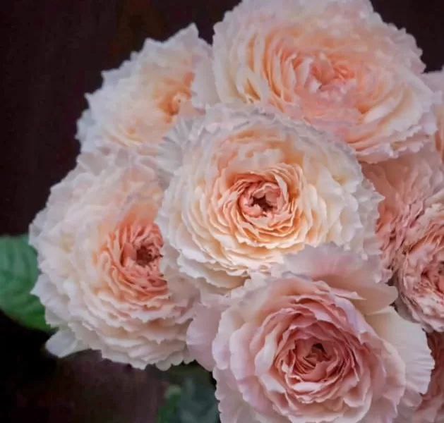 Цумугі (Tsumugi)