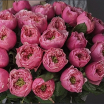 ВУВУЗЕЛА ПІНК/ СЕРІЗ (Vuvuzela Pink / cerise)