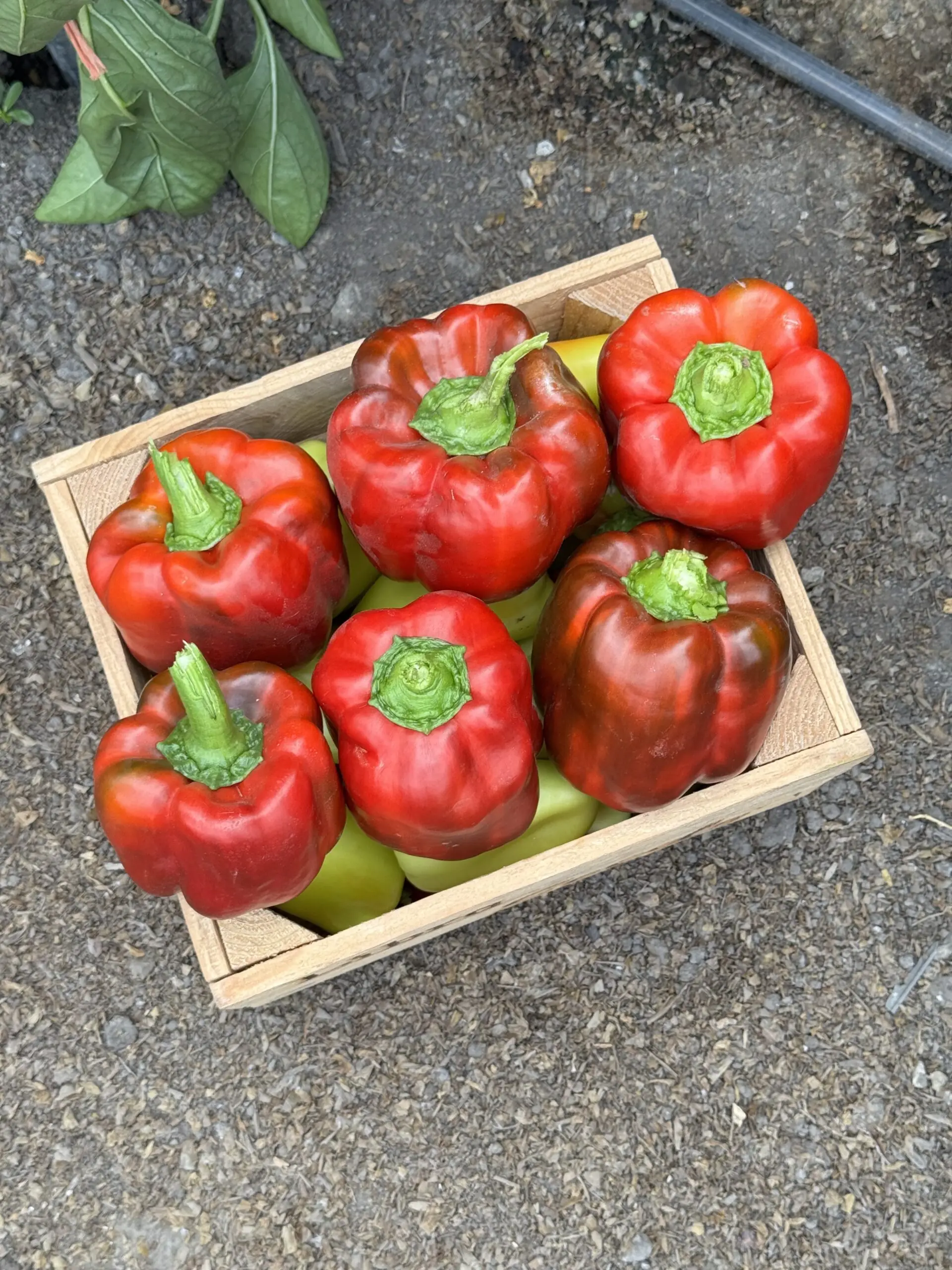 Перець Фіджи   F1  1000  нас (Лібра Сідс)