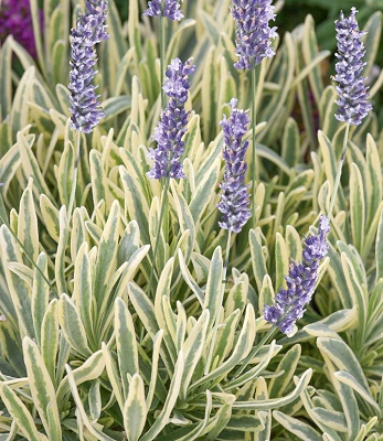 🌸 Лавандин "Platinum Blonde" (Lavandin "Platinum Blonde")