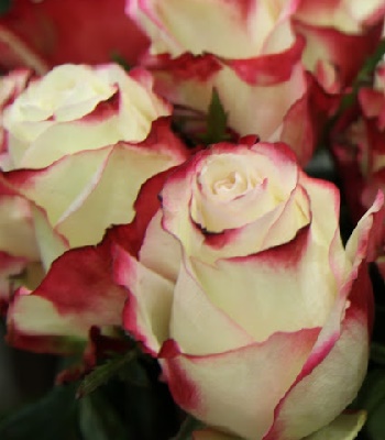 🌹 Троянда ч/г "Світнес"