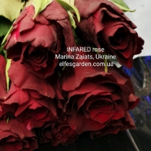 ІНФАРЕД( Infared) , зрізочна новинка