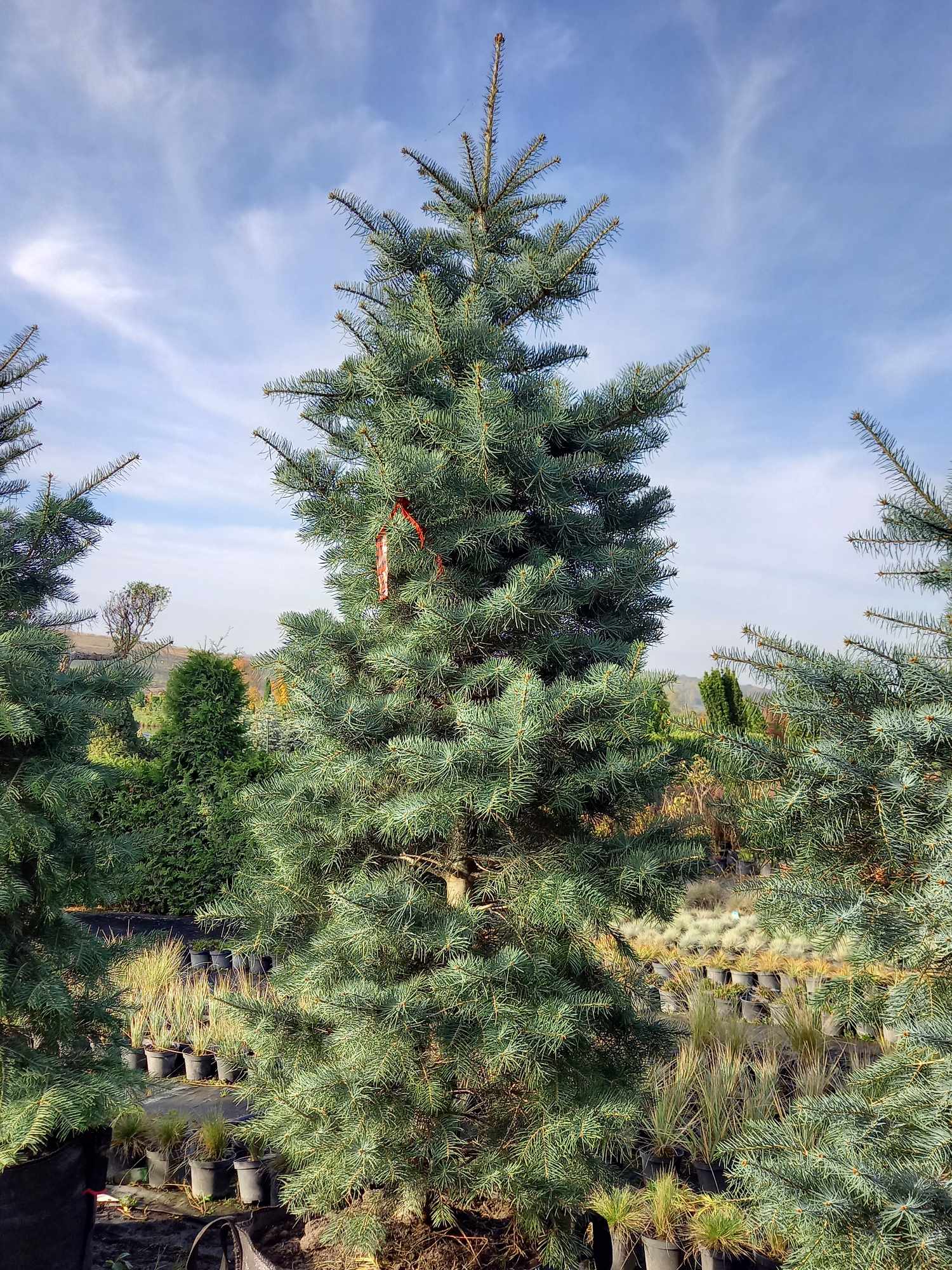 Ялиця одноколірна «Concolor»