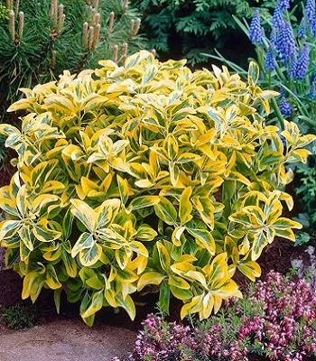 🌿 Бересклет Форчуна "Emerald Gold"