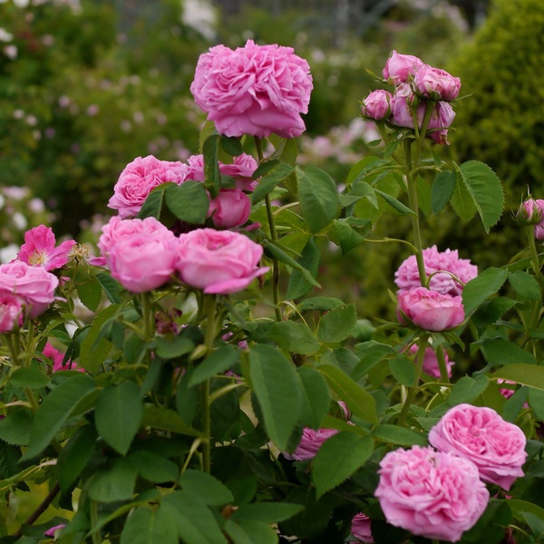 Йоланд Дарагон (портландські) Yolande d'Aragon