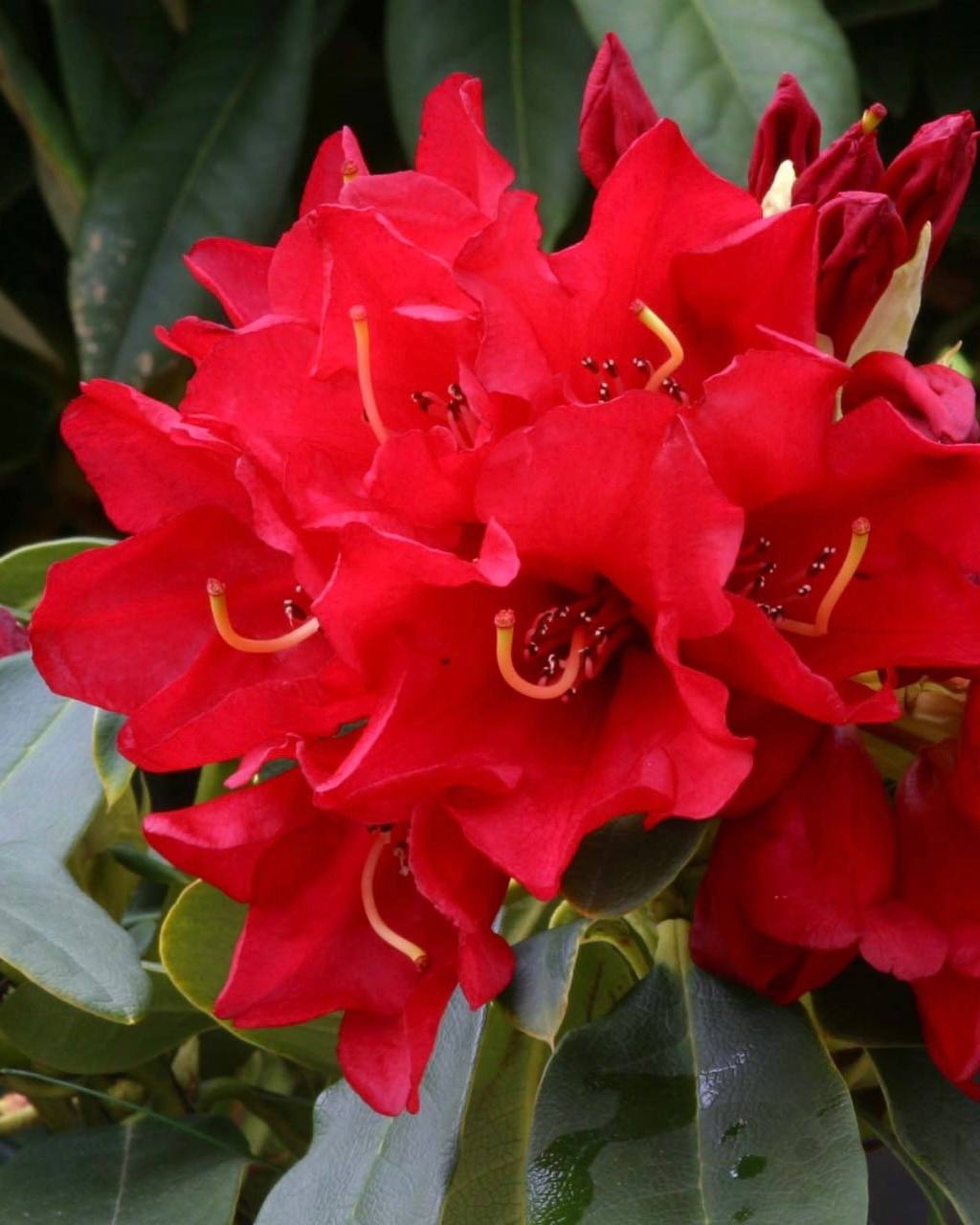 Рододендрон Gertrud Schale