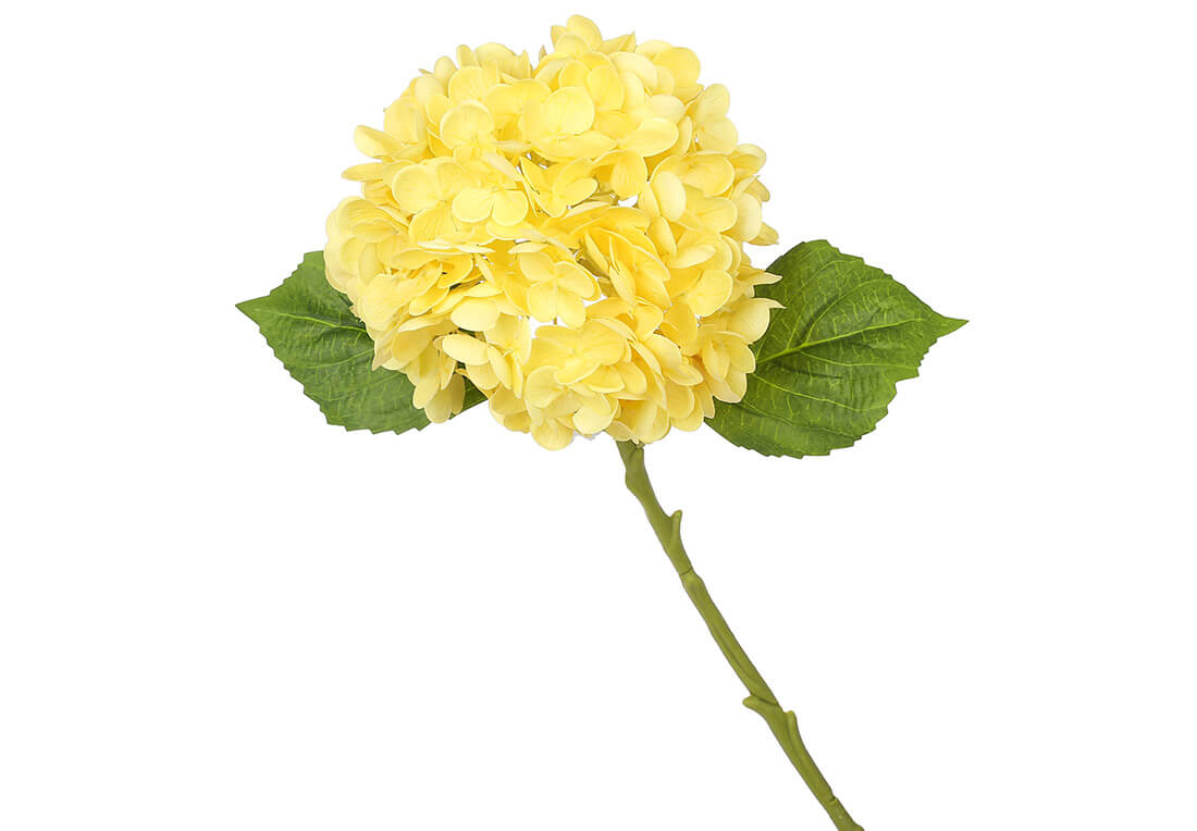 Гортензія латексна