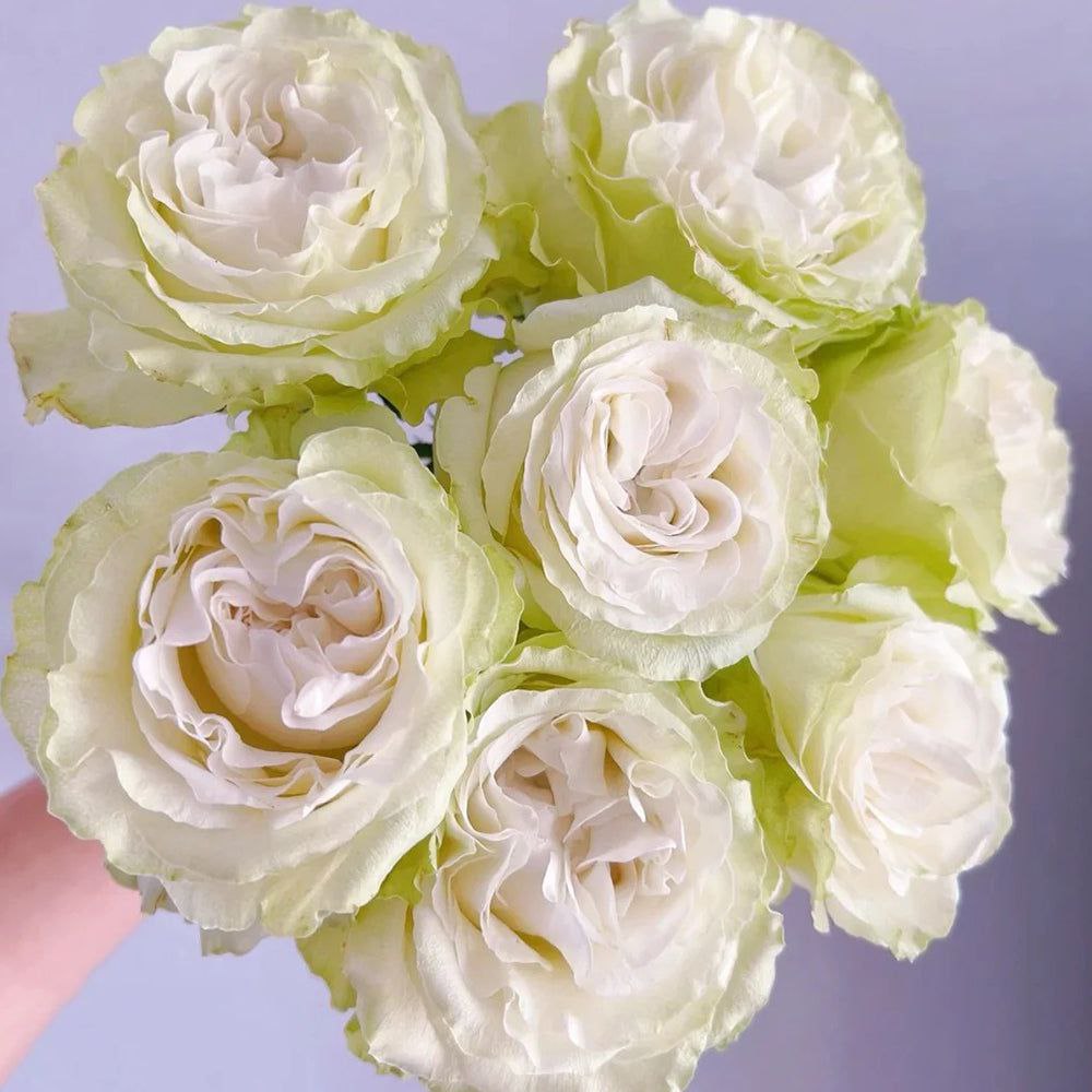 Мунстоун (Moonstone)