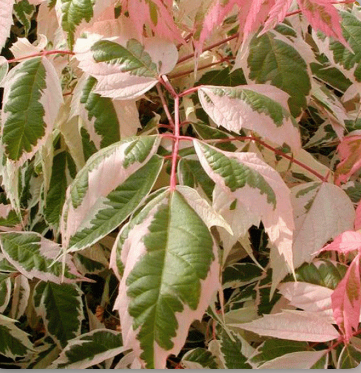 Клен фламінго 1,6 м