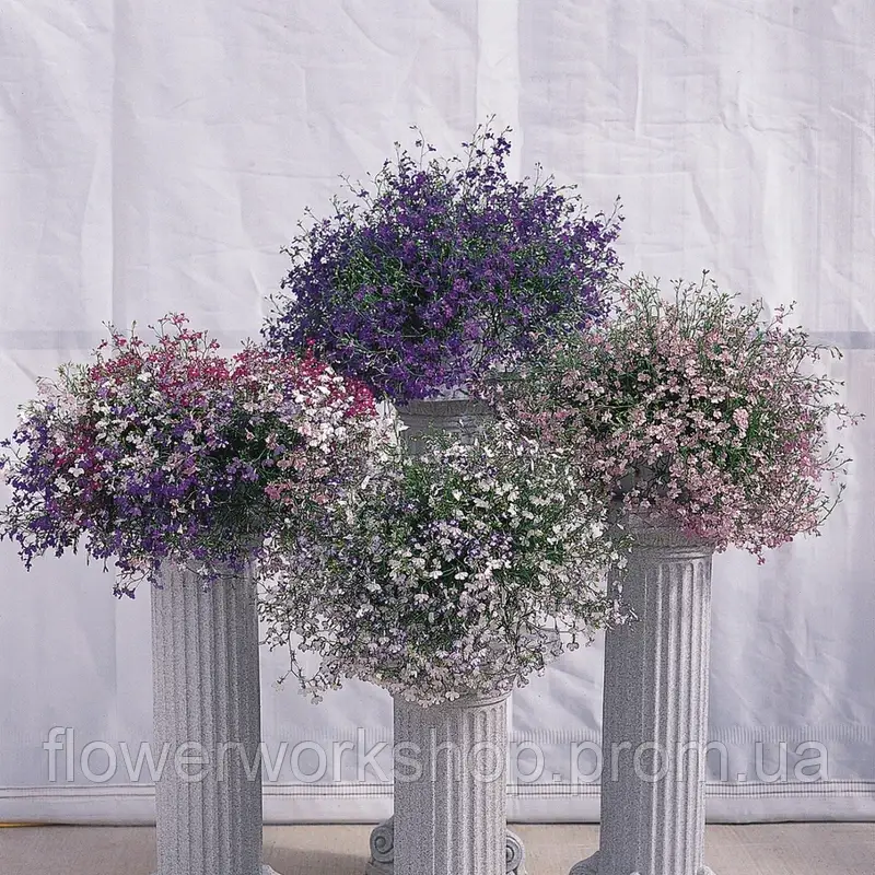 Лобелія erinus pendula Regatta Mix (касетна розсада)