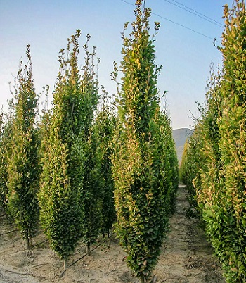 🌳 Бук "Dawyck Gold" (Привита форма)