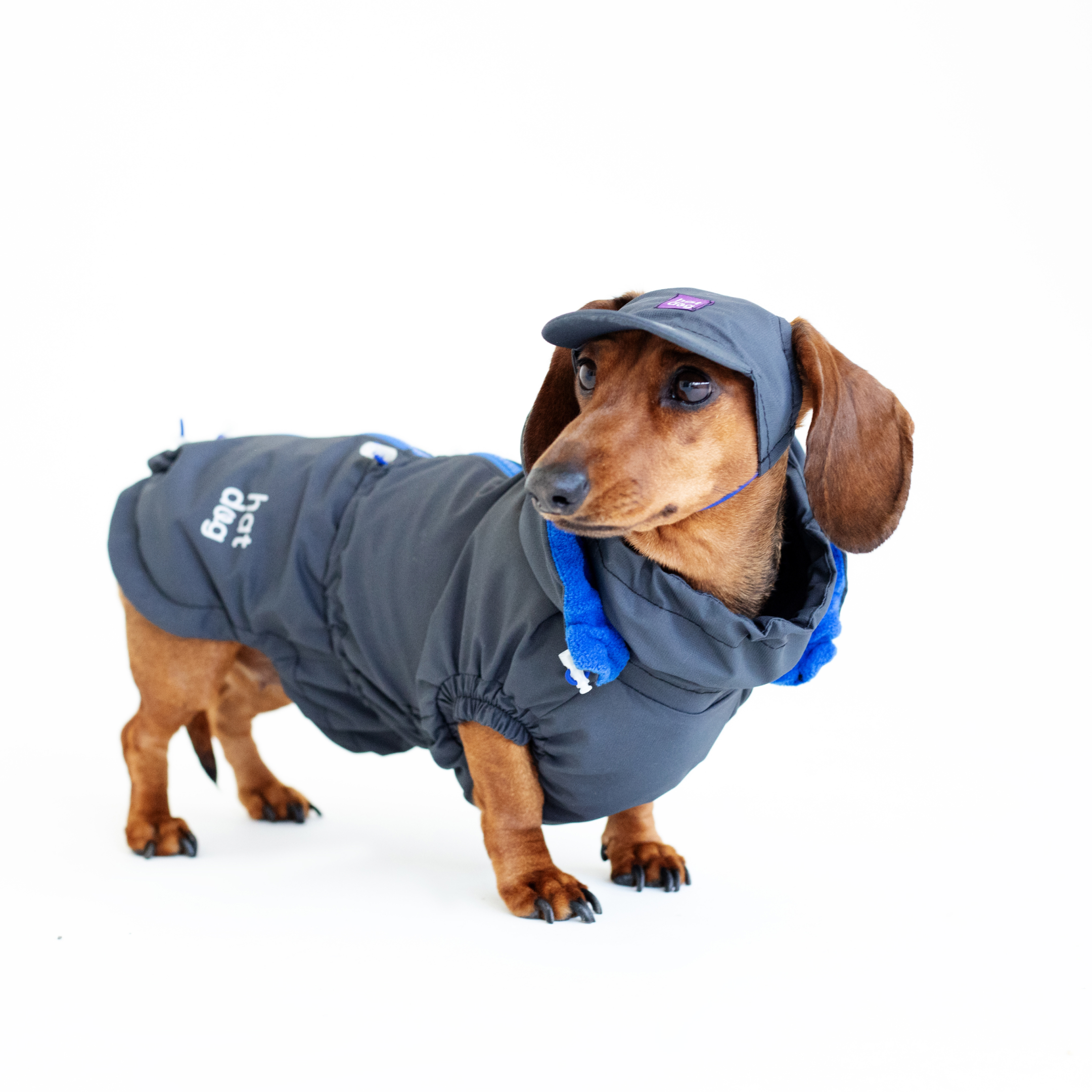 Вітровка для такс Hat-Dog Графіт