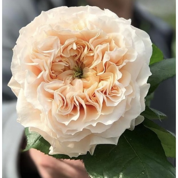 Ваніла Франранс — Vanilla Fragrance