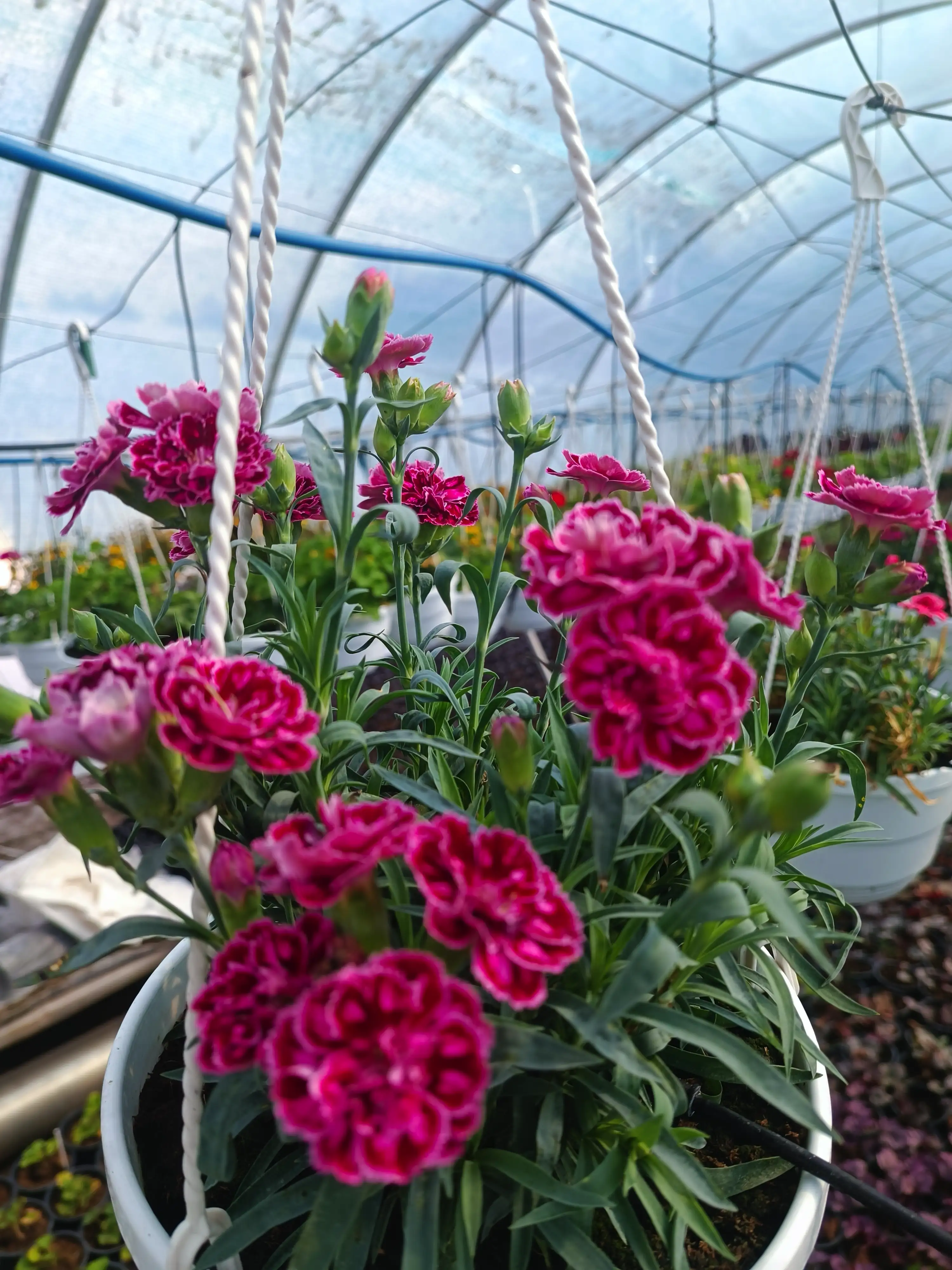 Гвоздика багаторічна Dianthus Super Trouper (в горщику р.9)