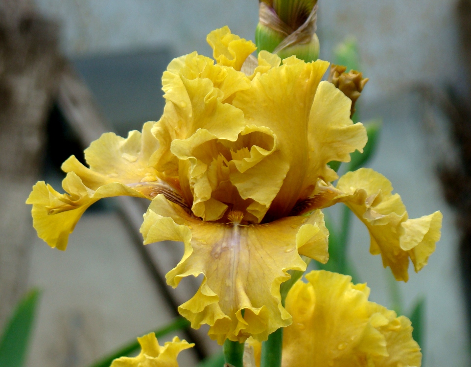 Bamboo Shadows/Бамбі Шадов