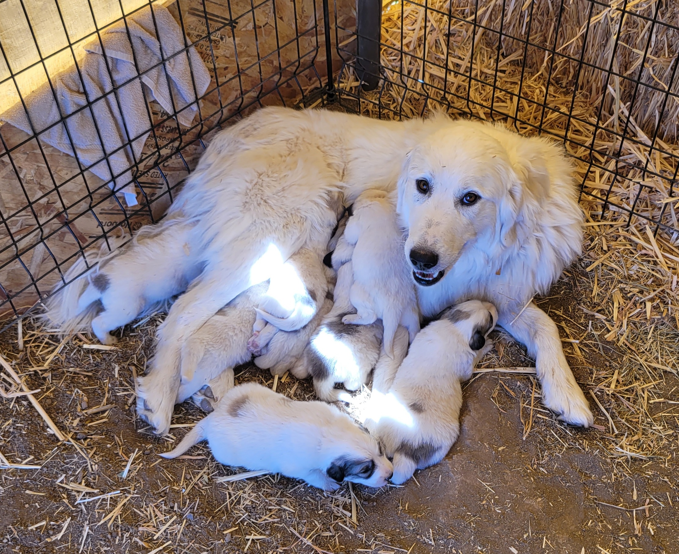 Colorado Mountain Dog puppies