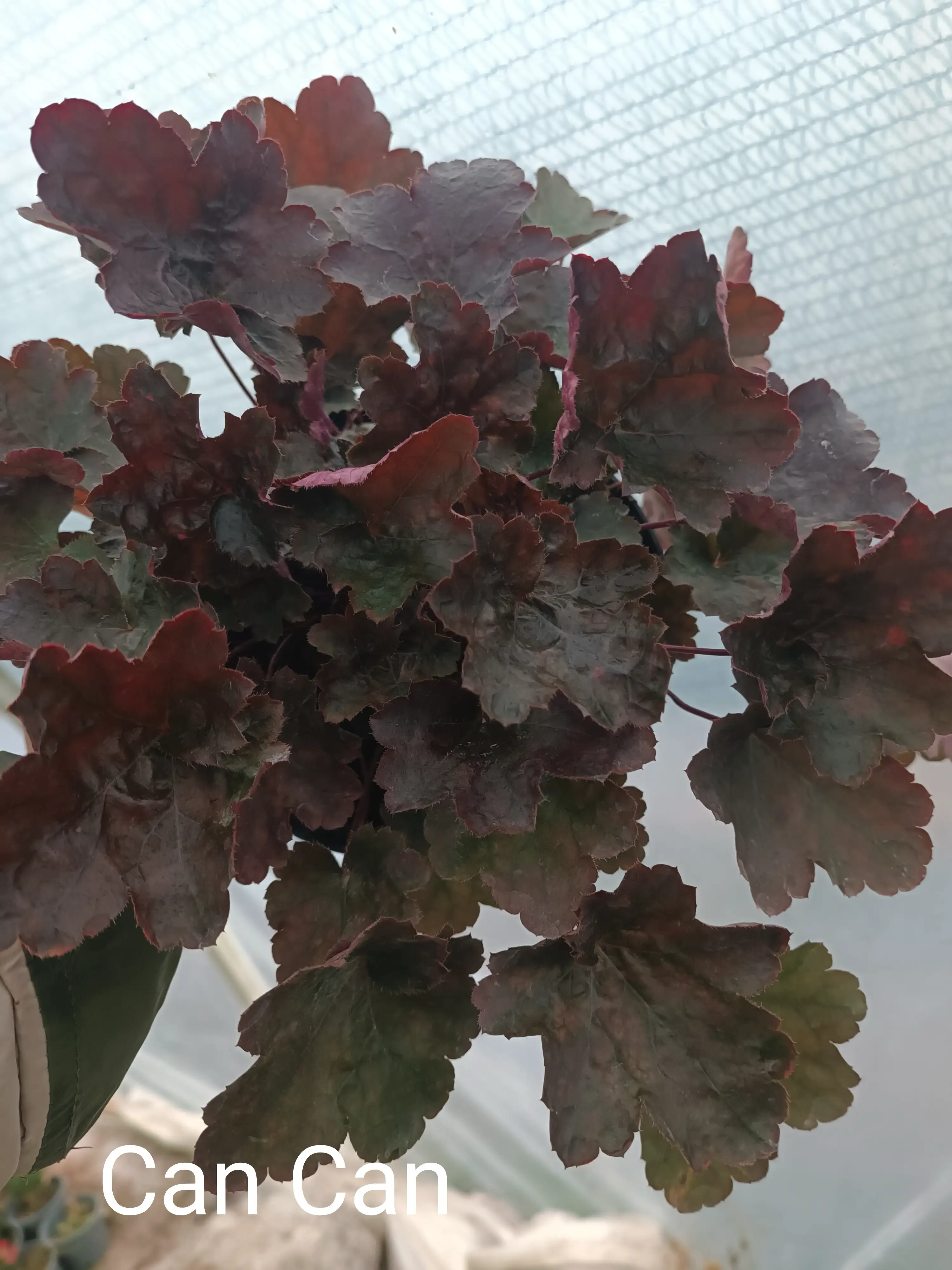 Гейхера Can-Can у горщику 2л