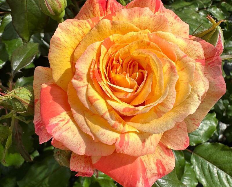 Мішель Ларок (Michele Laroque)