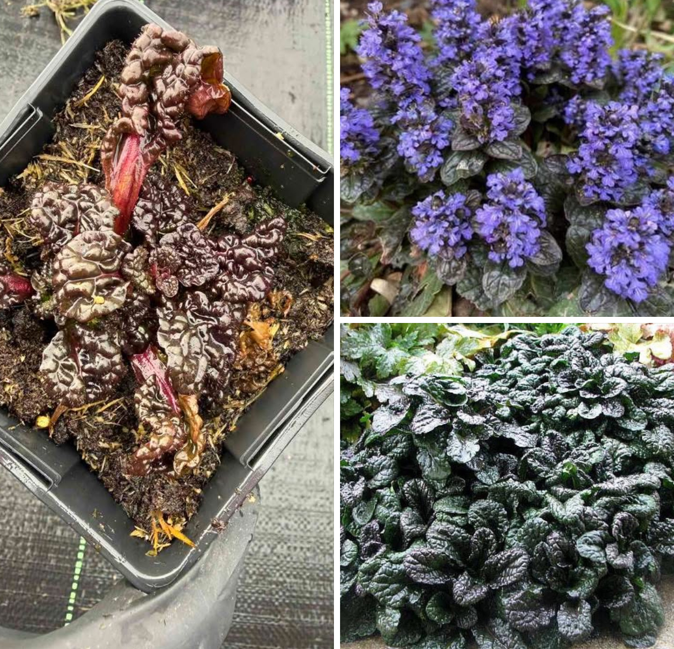 Живучка кріспа р9