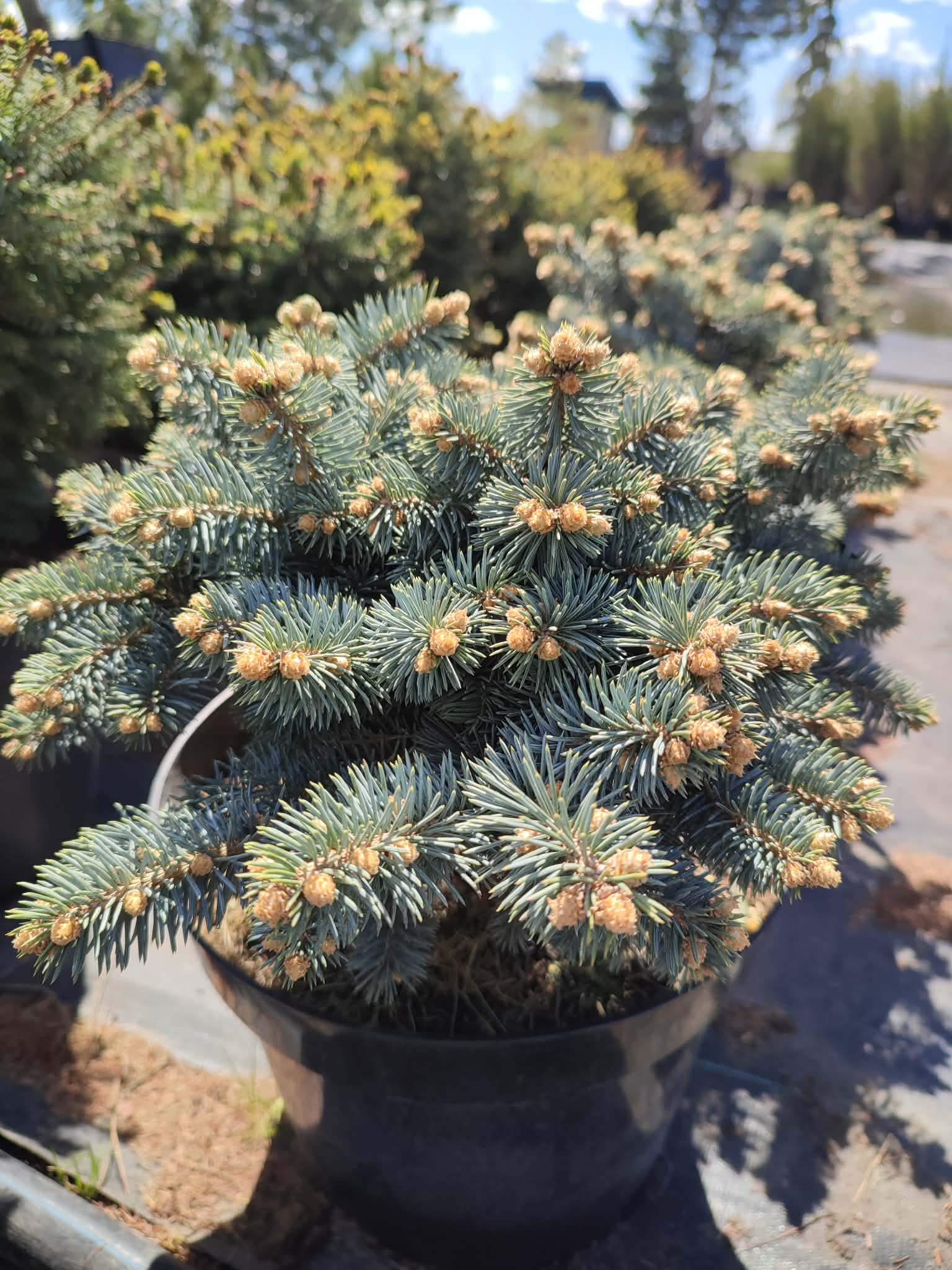 Ялина колюча "Glauca Globosa"
