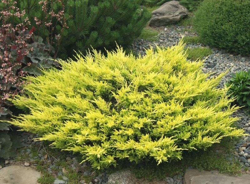 Ялівець горизонтальний Lime Glow