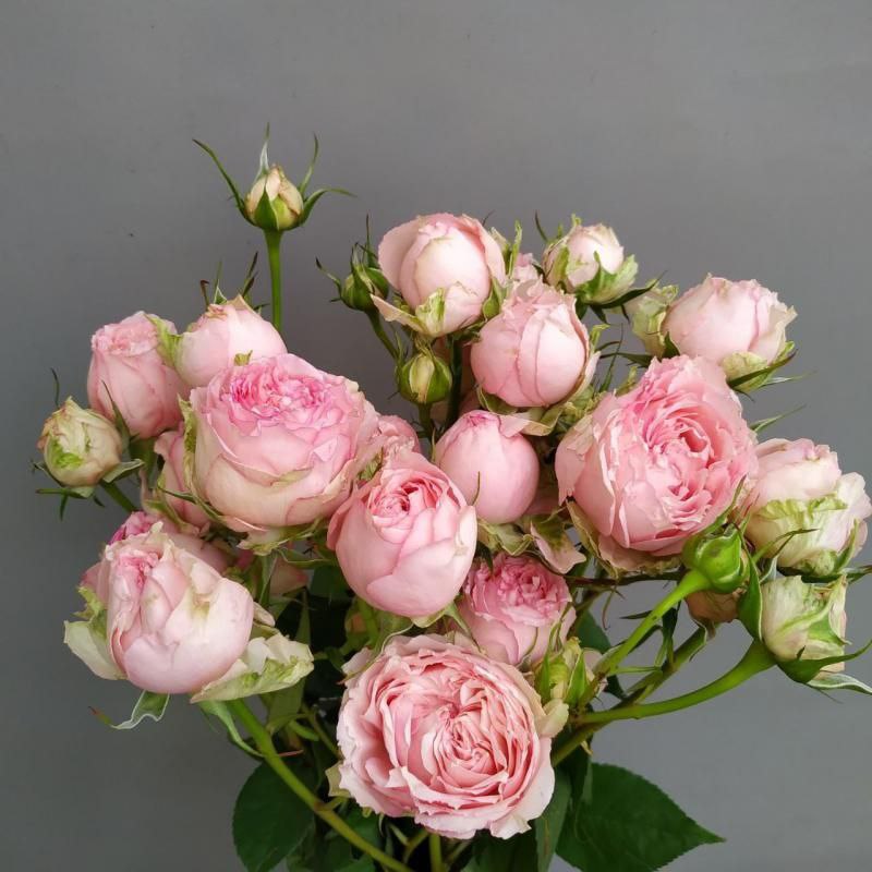 Пінк Блоссом (Pink Blossom)