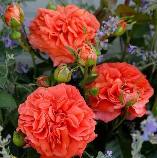 Оранджері (Orangerie)