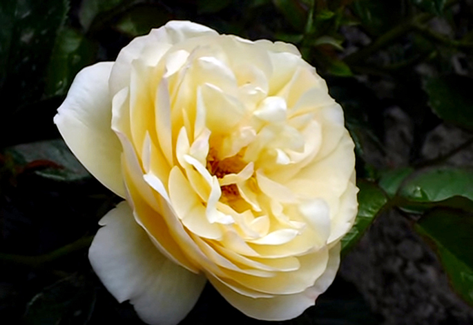 Троянда грунтопокривна Канікули