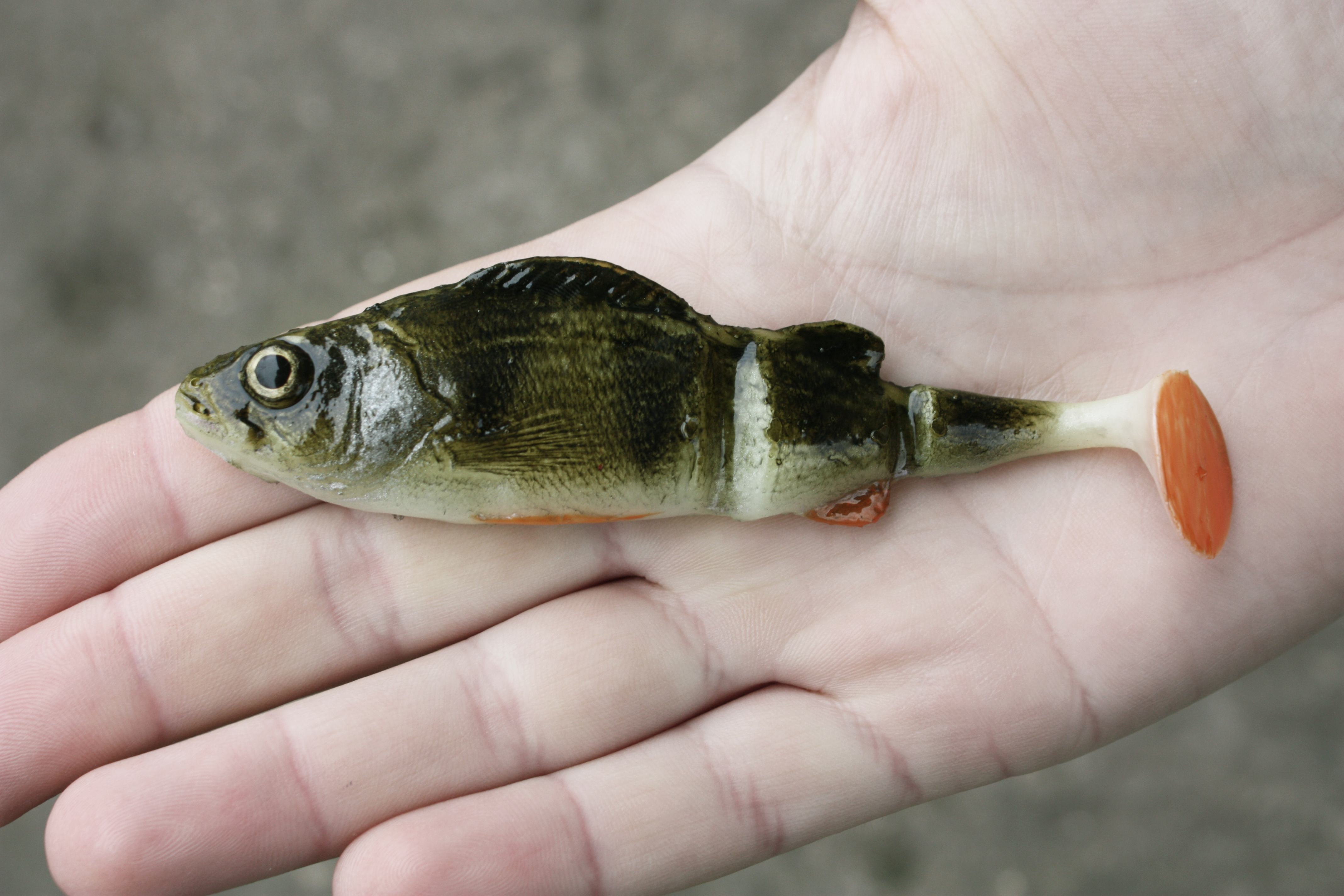 A&S Swim Perch 4.5" (115мм)