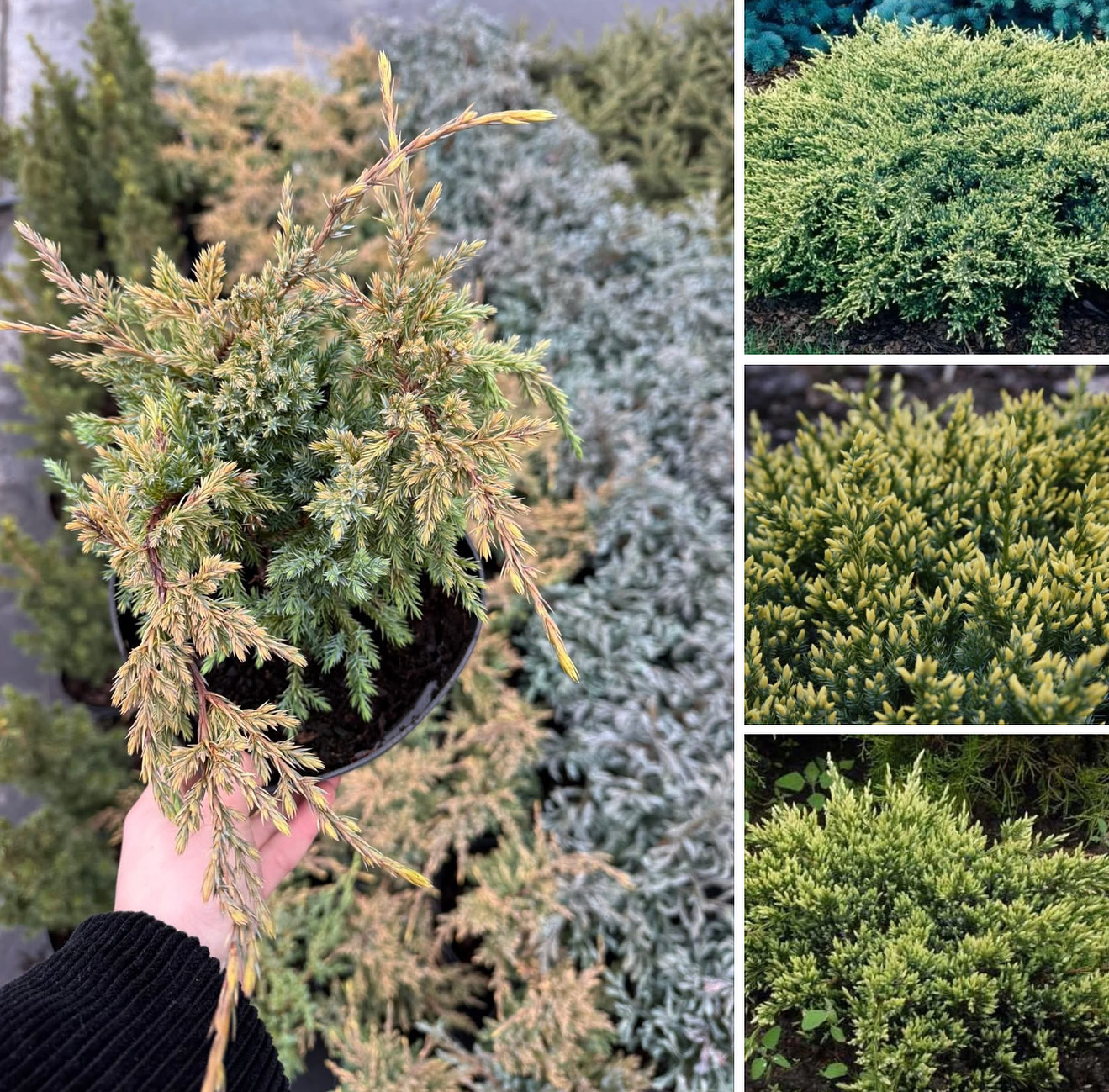 Ялівець Дрім Джой 2 л