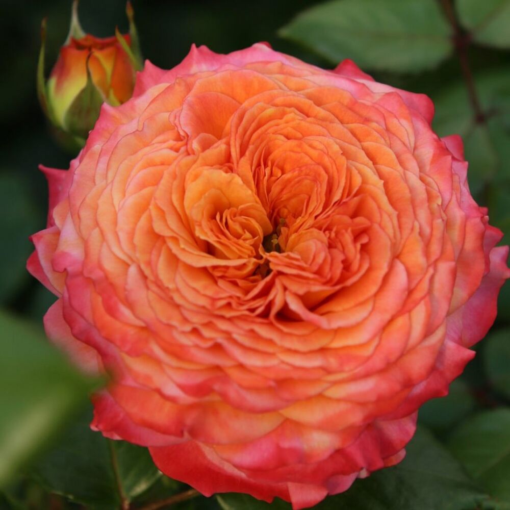 Meteor — Метеор