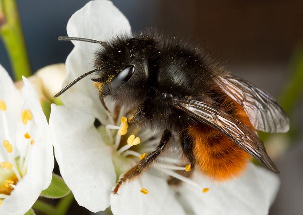 Осмія корнута (Osmia kornuta)
