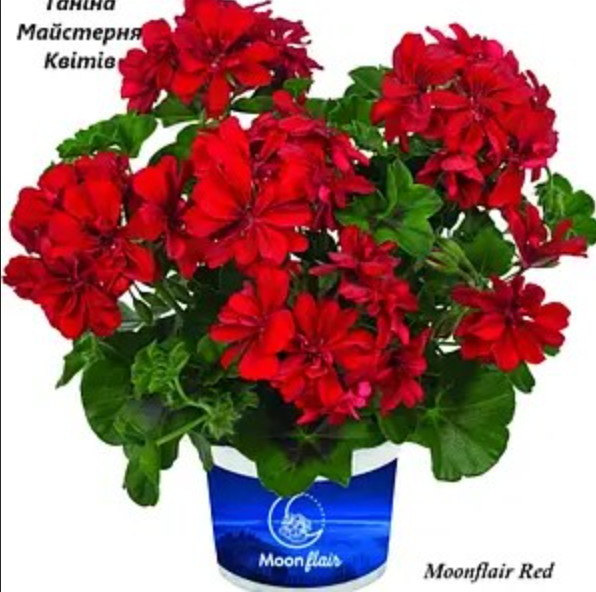 Пеларгонія ампельна червоного кольору Moonflair Red (касетна розсада)