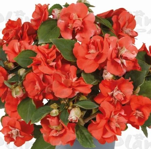Бальзамін walleriana Glimmer Orange ( касетна розсада )