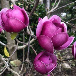 Магнолія 'Olav Kalleberg' (Magnolia 'Olav Kalleberg') 180-230 С7,5