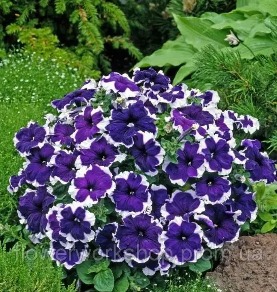 Петунія grandiflora Pacta Parade Blue Picotee - касетна розсада