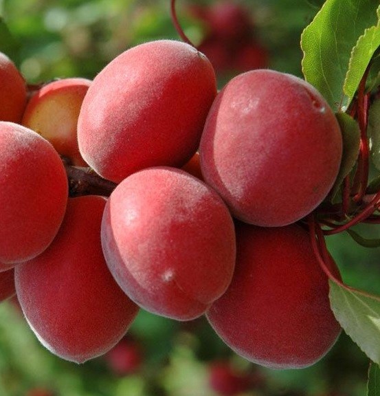 Абрикос Рубіста