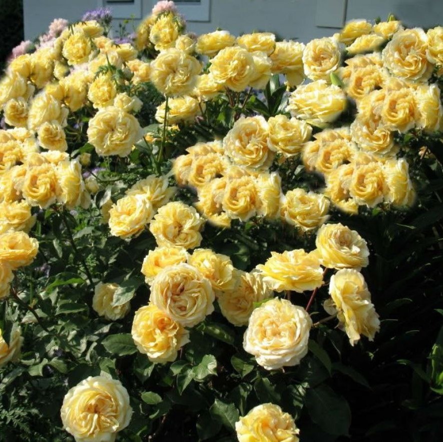 Софія Ренесанс (Sophia Renaissance)