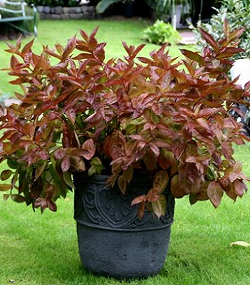 🌺 Вейгела квітуча Wings of Fire (Вейгела 