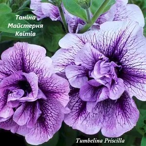 Петунія махрова Tumbelina Priscilla (касетна розсада).