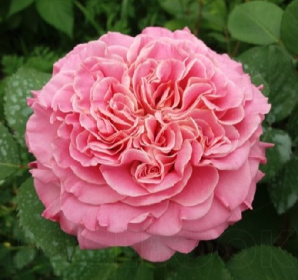 Троянда Эшлі 2р (ЗКС)