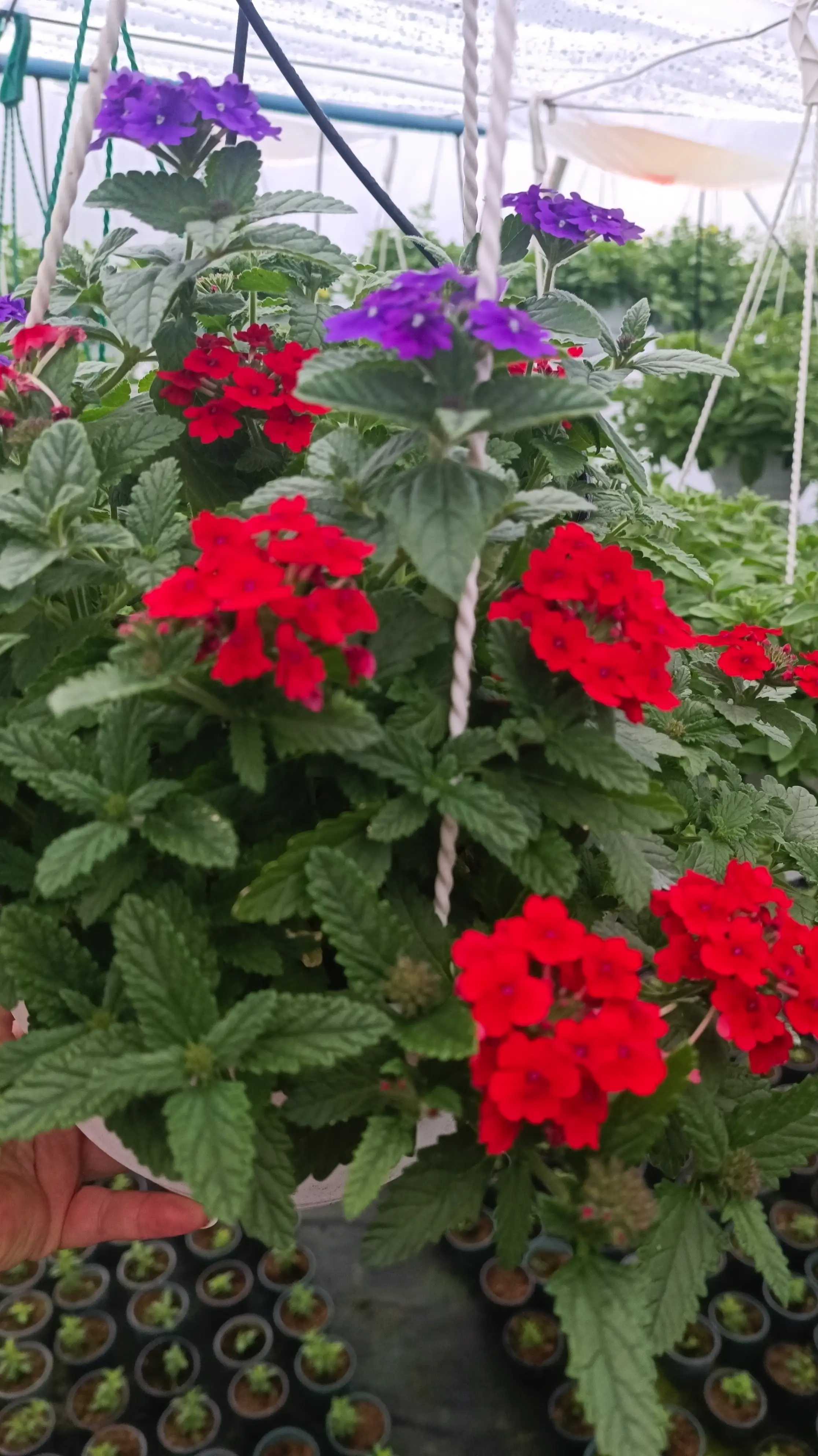 Вербена (касетна розсада) Vanessa Compact Red