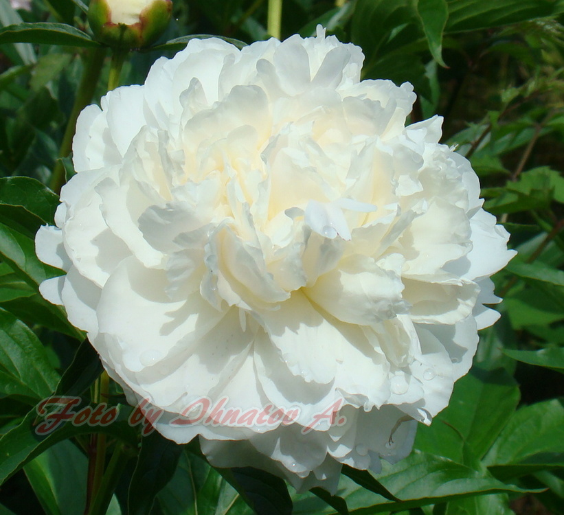 Shirley Temple (Ширлі Темпле)