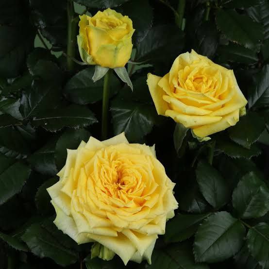 Кантрі Спіріт Папілон (Country Spirit Pa...)