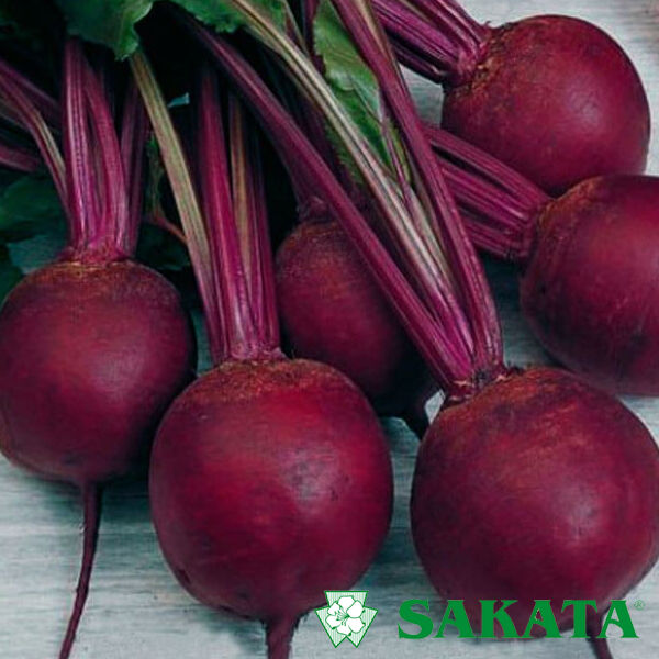 Буряк столовий Кардіал F1 круглий 50 000 шт, Sakata
