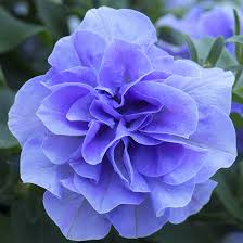 Петунія махрова Tumbelina Maria  (касетна розсада)