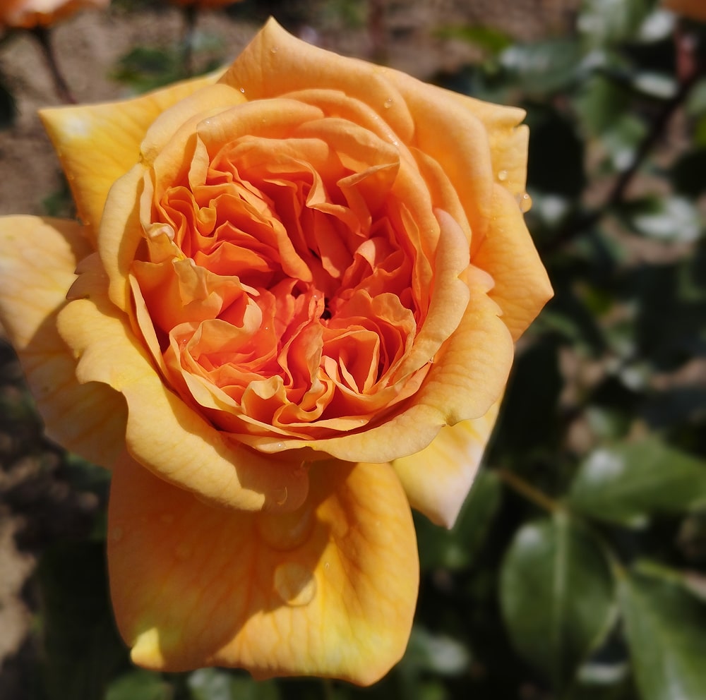 Енджел Піллоу (Angel Pillow)