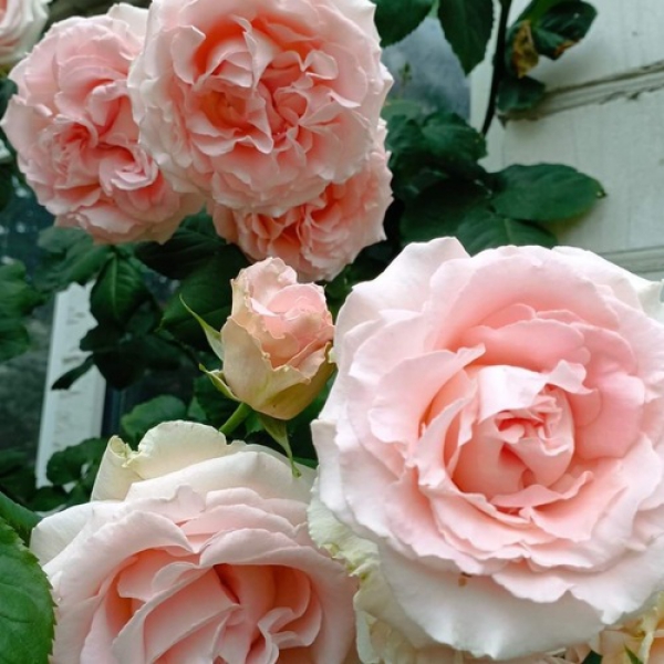 Лілі (Лілія) — Lili (Lilia)