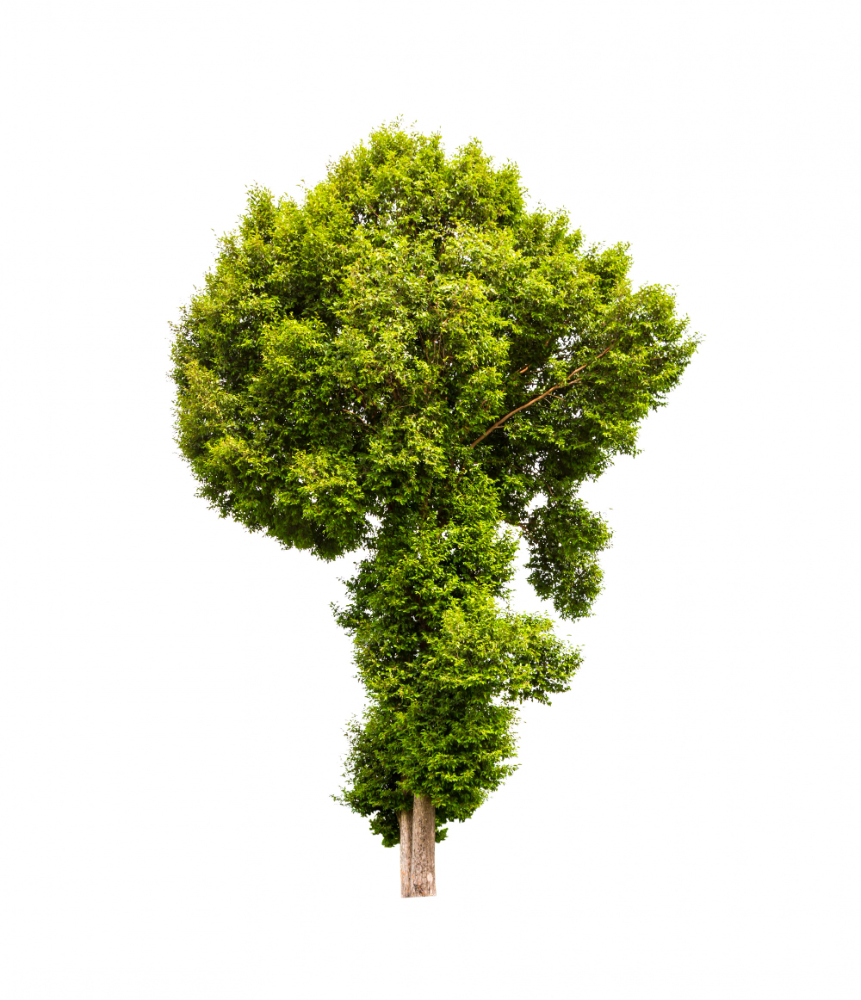 Simple tree 1