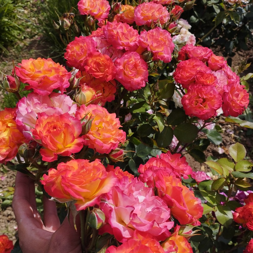 Тайфун (Taifun)